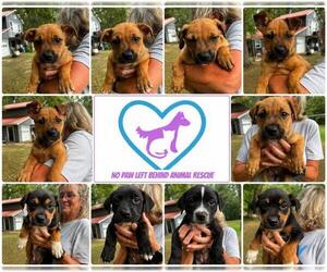 Retriever -Rottweiler Mix Dogs for adoption in Jackson Township, NJ, USA
