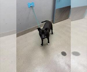 Mutt Dogs for adoption in Las Vegas, NV, USA