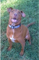 American Bulldog-Unknown Mix Dogs for adoption in Rayville, LA, USA