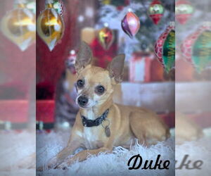 Chihuahua Dogs for adoption in Chino Hills, CA, USA
