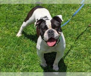 Bulldog Dogs for adoption in San Clemente, CA, USA
