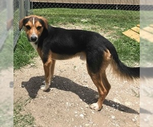 Mutt Dogs for adoption in Beaumont, TX, USA