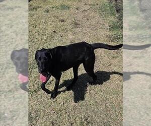 Labrador Retriever Dogs for adoption in Temple, TX, USA