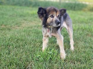 Australian Shepherd-Unknown Mix Dogs for adoption in Eldora, IA, USA