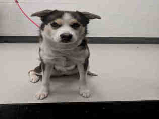 Medium Photo #1 Siberian Husky Puppy For Sale in Corona, CA, USA