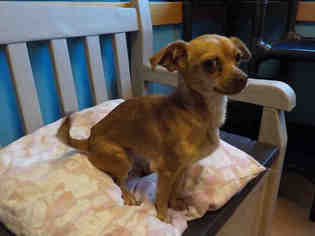 Chihuahua Dogs for adoption in Belleville, IL, USA