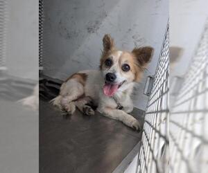 Chihuahua-Unknown Mix Dogs for adoption in Bakersfield, CA, USA