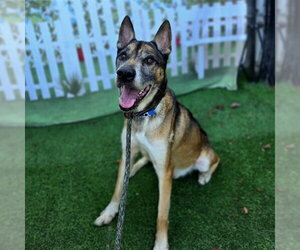 German Shepherd Dog Dogs for adoption in Long Beach, CA, USA