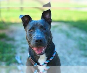 American Pit Bull Terrier Dogs for adoption in Louisville, KY, USA