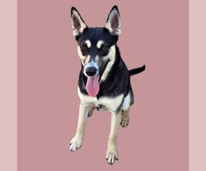 Siberian Husky-Unknown Mix Dogs for adoption in Bakersfield, CA, USA