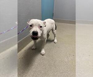Staffordshire Bull Terrier-Unknown Mix Dogs for adoption in Las Vegas, NV, USA