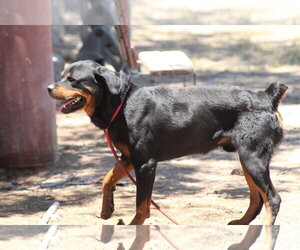 Rottweiler Dogs for adoption in El Centro, CA, USA