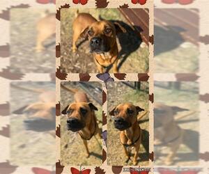 Black Mouth Cur-Unknown Mix Dogs for adoption in San Antonio, TX, USA