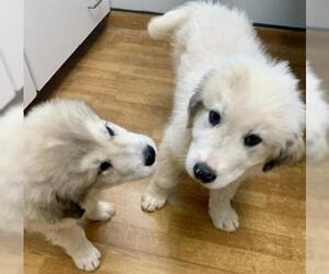 Great Pyrenees Dogs for adoption in Mount Airy, NC, USA