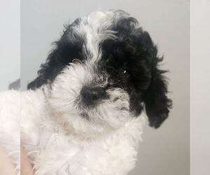 Shih Tzu Dogs for adoption in Oakland Park, FL, USA