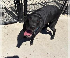 Labrador Retriever-Unknown Mix Dogs for adoption in Tulsa, OK, USA