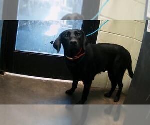 Labrador Retriever Dogs for adoption in Tulsa, OK, USA