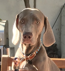 Weimaraner Dogs for adoption in Marina Del Rey, CA, USA