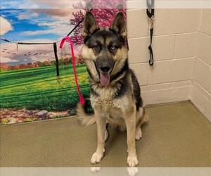German Shepherd Dog-Siberian Husky Mix Dogs for adoption in Moreno Valley, CA, USA