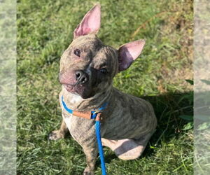 American Pit Bull Terrier Dogs for adoption in Minneapolis, MN, USA