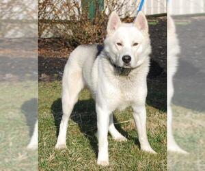 Australian Shepherd-Siberian Husky-Unknown Mix Dogs for adoption in Chesapeake City, MD, USA