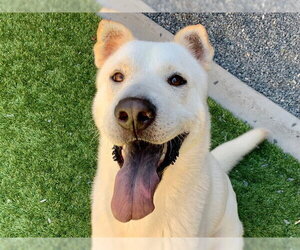Chinese Shar-Pei-Unknown Mix Dogs for adoption in Moreno Valley, CA, USA