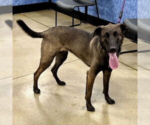Collie-Labrador Retriever Mix Dogs for adoption in Batavia, OH, USA