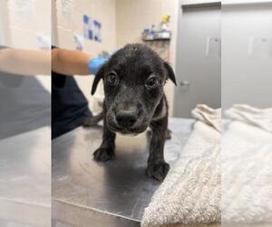 Australian Shepherd-Unknown Mix Dogs for adoption in Oklahoma City, OK, USA