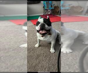 French Bulldog Dogs for adoption in San Antonio, TX, USA