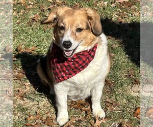 Beagi Dogs for adoption in Batavia, OH, USA