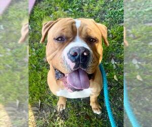 Presa Canario-Unknown Mix Dogs for adoption in Sacramento, CA, USA