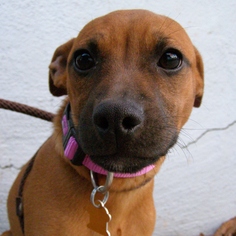 Medium Photo #1 Boston Terrier-Unknown Mix Puppy For Sale in Sunnyvale, CA, USA