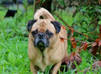 Pug Dogs for adoption in Fairmont, WV, USA