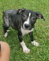 American Pit Bull Terrier Dogs for adoption in Lithia, FL, USA