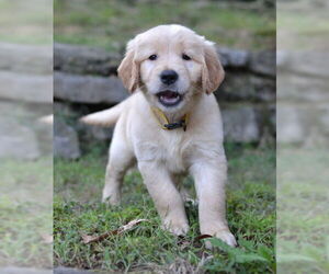Golden Retriever Dogs for adoption in Enfield, CT, USA