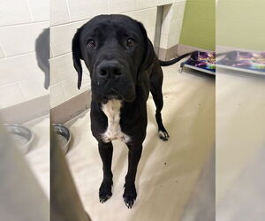 Daniff Dogs for adoption in Bullard, TX, USA