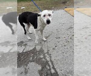 Labrador Retriever-Unknown Mix Dogs for adoption in Houston, TX, USA