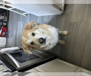 Golden Labrador Dogs for adoption in San Diego, CA, USA