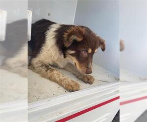 Australian Shepherd-Unknown Mix Dogs for adoption in Houston, TX, USA