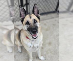 German Shepherd Dog Dogs for adoption in Temple, TX, USA