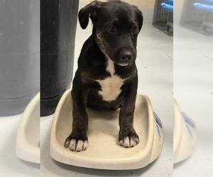 Mutt Dogs for adoption in Conroe, TX, USA