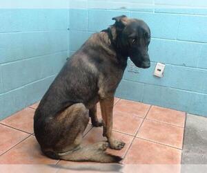 Mutt Dogs for adoption in Downey, CA, USA