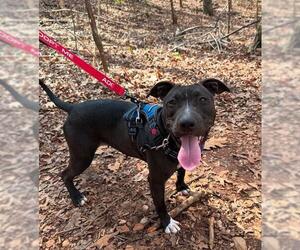 American Pit Bull Terrier Dogs for adoption in Charlotte, NC, USA