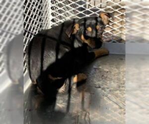 Chihuahua Dogs for adoption in Lodi, CA, USA