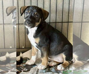 Bernese Mountain Dog-Labrador Retriever Mix Dogs for adoption in Jefferson, NJ, USA