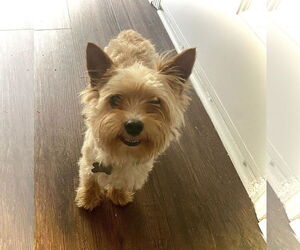 Mutt Dogs for adoption in Holly Springs, NC, USA