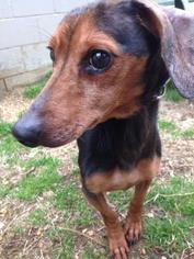 Dachshund Dogs for adoption in Bauxite, AR, USA