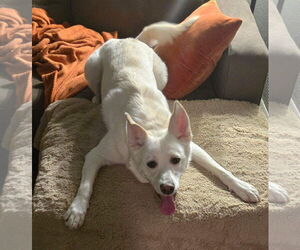 Huskies -Unknown Mix Dogs for adoption in Mission Viejo, CA, USA