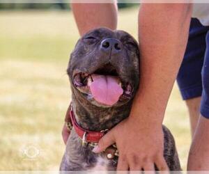 American Staffordshire Terrier Dogs for adoption in Techny, IL, USA