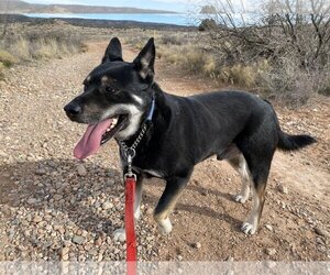 German Shepherd Dog-Huskies  Mix Dogs for adoption in Cottonwood, AZ, USA